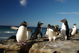 Rockhoppers - look at the bright yellow feathers sticking out from their heads